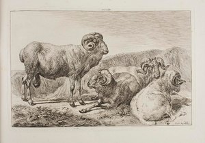 Carneiros merinos de Johann Adam Klein