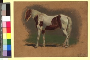 Pferdestudie de Johann Adam Klein