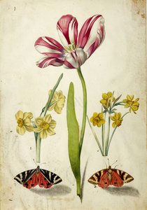 Tulipa, Narciso e Borboletas, c. 1660. de Johann Bartholomäus Braun