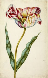 Tulip, c. 1660. de Johann Bartholomäus Braun