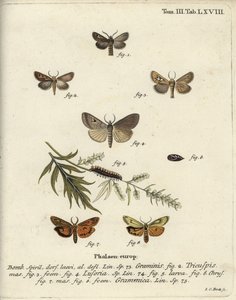 Traça do chifre, Lygephila lusoria e criado de libré emplumado. de Johann Carl Bock