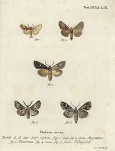 Argentino, brocado de chamas e dardo de arqueiro. de Johann Carl Bock