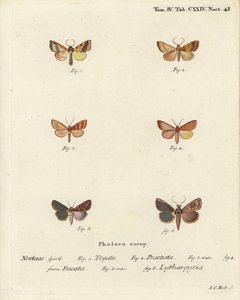 Barred sallow, Tileacea aurago 1-4, e barro mariposa, Mythimna ferrago 5,6. Gravura em chapa de cobre colorida à mão por Johann Carl Bock depois de Eugenius Johann Christoph Esper