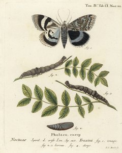 Traça inferior azul ou Clifden nonpareil, Catocala fraxini. Gravura em chapa de cobre colorida à mão por Johann Carl Bock depois do Die Schmetterlinge de Eugenius Johann Christoph Esper em Abbildungen nach der Natur, Erlangen. de Johann Carl Bock