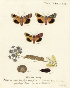 Abainhada amarela de borda larga, Noctua fimbriata. Gravura em chapa de cobre colorida à mão por Johann Carl Bock após Die Schmetterlinge, de Eugenius Johann Christoph Esper em Abbildungen nach der Natur, Erlangen de Johann Carl Bock