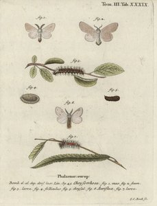 Traça de rabo castanho, Euproctis chrysorrhoea. de Johann Carl Bock