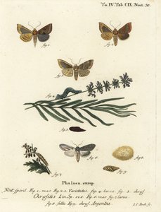 Traça de latão queimado, Diachrysia chrysitis 1-5, e tubarão verde-prata, Cucullia argentea 6-9. Gravura em chapa de cobre colorida à mão por Johann Carl Bock após Eugenius Johann Christoph Esper
