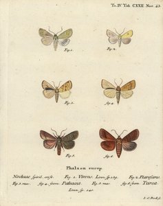 Burren green, Calamia tridens 1, sallow, Xanthia icteritia 2, sallow listrado em ângulo, Enargia paleacea 3,4, e linha dupla, Mythimna turca 5,6. Gravura em chapa de cobre colorida à mão por Johann Carl Bock após Die Schmetterlinge de Eugenius Johann Chris de Johann Carl Bock