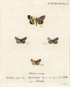 Catocala hymenaea 1, Amerila puella 2,3, e Isturgia famula moths 4. Gravura em chapa de cobre colorida à mão por Johann Carl Bock após Die Schmetterlinge de Eugenius Johann Christoph Esper em Abbildungen nach der Natur, Erlangen de Johann Carl Bock