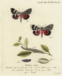 Catocala pacta moth. Gravura em chapa de cobre colorida à mão por Johann Carl Bock depois do Die Schmetterlinge de Eugenius Johann Christoph Esper em Abbildungen nach der Natur, Erlangen. de Johann Carl Bock