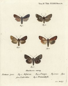 Conformista, Lithophane furcifera 1, dardo duplo, Graphiphora augur 2, fuso escasso, Apamea lateritia 3,4, e arcos prateados, Polia hepatica 5. de Johann Carl Bock