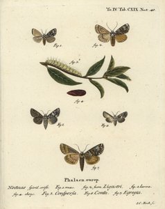 Traça coronária, Craniophora ligustri 1-4, coroa marmoreada, Hadena confusa 5, coroa variada, Hadena compta 6, e arcos verdes, Anaplectoides prasina 7. Gravura em chapa de cobre colorida à mão por Johann Carl Bock depois de Eugenius Johann Christoph Esper