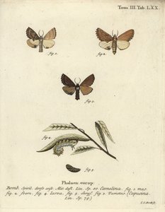 Coxcomb proeminente, Ptilodon capucinus. de Johann Carl Bock