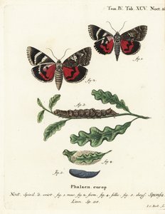 Carmesim escuro debaixo da asa, Catocala sponsa. Gravura em chapa de cobre colorida à mão por Johann Carl Bock depois do Die Schmetterlinge de Eugenius Johann Christoph Esper em Abbildungen nach der Natur, Erlangen. de Johann Carl Bock