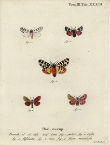 Acompanhante discreto e traças de tigre. de Johann Carl Bock