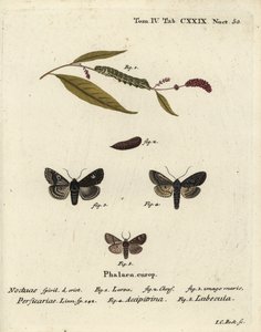 Dot, Melanchra persicariae 1-4, e Dryobota labecula 5. gravura em chapa de cobre colorida à mão por Johann Carl Bock após Die Schmetterlinge de Eugenius Johann Christoph Esper em Abbildungen nach der Natur, Erlangen de Johann Carl Bock