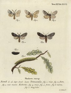 Drymonia dodonaea moth. de Johann Carl Bock