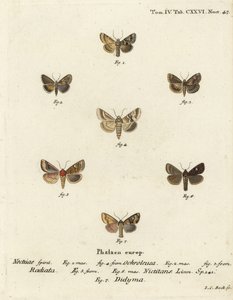 Dusky sallow, Eremobia ochroleuca 1,4, Cynaeda dentalis 2,3, orelha traça, Amphipoea oculea 5,6, e Mesapamea secalis 7. gravura em chapa de cobre colorida à mão por Johann Carl Bock após Die Schmetterlinge de Eugenius Johann Christoph Esper em Abbild de Johann Carl Bock