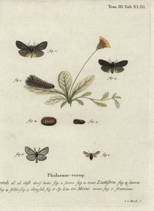 Epatolmis caesarea e Penthophera morio moths. de Johann Carl Bock