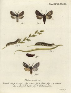 Gótico de penas e traças de Rannoch espalhadas. de Johann Carl Bock