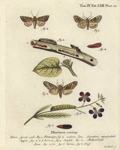 Mariposa laranja fosca, Gortyna flavago 1,2, e tonalidades angulares, Phlogophora meticulosa 3-7 . Gravura em chapa de cobre colorida à mão por Johann Carl Bock após Eugenius Johann Christoph Esper