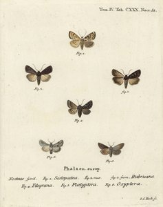 Dardo de jardim, Euxoa nigricans 1-3, Hadena filograna 4, brocado antirrhinum, Calophasia platyptera 5, Simyra nervosa 6. gravura em chapa de cobre colorida à mão por Johann Carl Bock depois de Eugenius Johann Christoph Esper