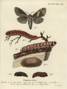 Bode, Cossus cossus.