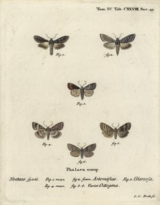 Tubarão verde com manchas prateadas, Cucullia argentea 1,2, rústico outonal, Eugnorisma glareosa 4, figura de oitenta, Tethea ocularis 4-6. Gravura em chapa de cobre colorida à mão por Johann Carl Bock após Die Schmetterlinge, de Eugenius Johann Christoph  de Johann Carl Bock