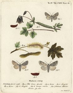 Grey chi, Antitype chi 1 e mariposa sycamore, Acronicta aceris 2-7. Gravura em chapa de cobre colorida à mão por Johann Carl Bock após Die Schmetterlinge, de Eugenius Johann Christoph Esper em Abbildungen nach der Natur, Erlangen de Johann Carl Bock