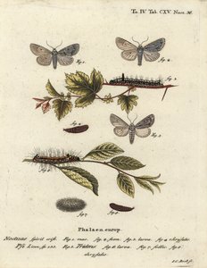 Adaga cinzenta, Acronicta psi 1-4, e adaga escura, Acronicta tridens 5-8. Gravação em chapa de cobre colorida à mão por Johann Carl Bock após Die Schmetterlinge de Eugenius Johann Christoph Esper em Abbildungen nach der Natur, Erlangen. de Johann Carl Bock