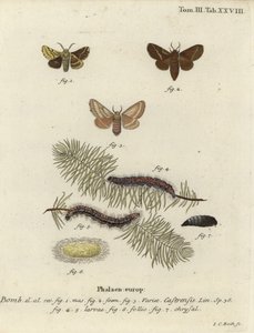 Traça terrestre de lacaio, Malacosoma castrense. de Johann Carl Bock