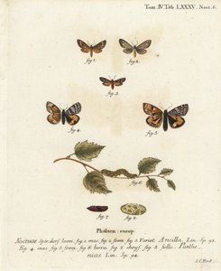 Traça da serva, Dysauxes ancilla 1-3, e Underwing laranja, Archiearis parthenias 4-8. Gravura em chapa de cobre colorida à mão por Johann Carl Bock após Die Schmetterlinge, de Eugenius Johann Christoph Esper em Abbildungen nach der Natur, Erlangen de Johann Carl Bock