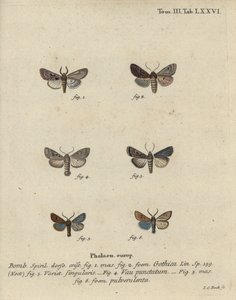 Personagem hebraico, castanho-preto, mariposa pequena, etc. de Johann Carl Bock