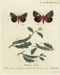 A mariposa ligeira, Catocala promissa. Gravura em chapa de cobre colorida à mão por Johann Carl Bock depois do Die Schmetterlinge de Eugenius Johann Christoph Esper em Abbildungen nach der Natur, Erlangen de Johann Carl Bock