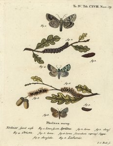 Merveille du jour, Dichonia aprilina 1-4, Merveille du jour, Moma alpium 5-7, e Cryphia muralis verde marmorizado 8. gravura em chapa de cobre colorida à mão por Johann Carl Bock depois de Eugenius Johann Christoph Esper