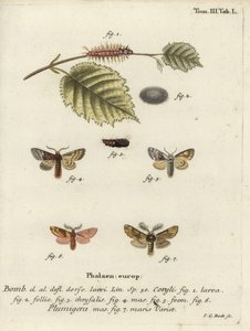 Nozes de árvore tussock e plumed proeminente. de Johann Carl Bock
