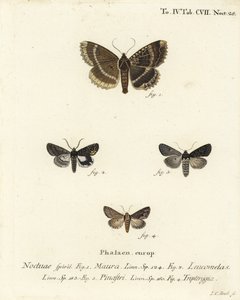 Velha senhora ou subwing preto, Mormo maura 1, alquimista oriental, Aedia leucomelas 2, e Dypterygia scabriuscula 3,4. Gravura em chapa de cobre colorida à mão por Johann Carl Bock depois de Eugenius Johann Christoph Esper