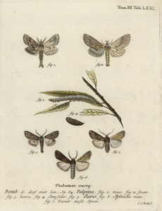 Pálido proeminente, coração e clube, e erva-espada escura, de Johann Carl Bock