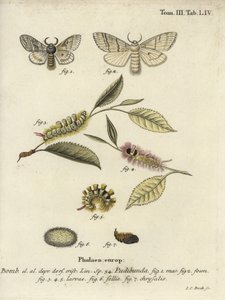 Pale tussock, Calliteara pudibunda. de Johann Carl Bock
