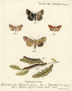 Traça-passageiro, Dysgonia algira 1, dun-bar, Cosmia trapezina 2-3, dardo duplo ou fuligem, Graphiphora augur 4, larvas 5-6. Gravura em chapa de cobre colorida à mão por Johann Carl Bock após Eugenius Johann Christoph Esper