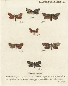 Pharmacis carna 2-4, orange swift, Triodia sylvina 5,6, e gold swift, Phymatopus hecta 7. Gravura em chapa de cobre colorida à mão por Johann Carl Bock após Eugenius Johann Christoph Esper
