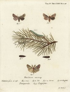 Pine beauty, Panolis flammea 1-6, e moth latina, Callopistria juventina 7. Gravura em chapa de cobre colorida à mão por Johann Carl Bock após Eugenius Johann Christoph Esper