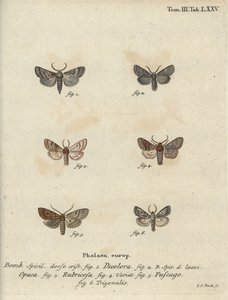 Tremor de terra em pó, castanha vermelha, traça de tijolo, etc. de Johann Carl Bock
