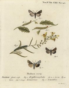 Castanha de cabeça vermelha, Conistra erythrocephala 1-4, brocado de toadflax, Calophasia lunula 5 e nó de ombro cinzento, Lithophane ornitopus 6. Gravura em chapa de cobre colorida à mão por Johann Carl Bock depois de Eugenius Johann Christoph Esper