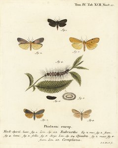 Criadouro de pescoço vermelho, Atolmis rubricollis 1,, Criadouro de quatro manchas, Lithosia quadra 2-6, e Criadouro de couro, Katha depressa 7,9. Gravura em chapa de cobre colorida à mão por Johann Carl Bock após Eugenius Johann Christoph Esper