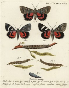 Traça vermelha debaixo da asa, Catocala nupta. Gravura em chapa de cobre colorida à mão por Johann Carl Bock depois do Die Schmetterlinge de Eugenius Johann Christoph Esper em Abbildungen nach der Natur, Erlangen.