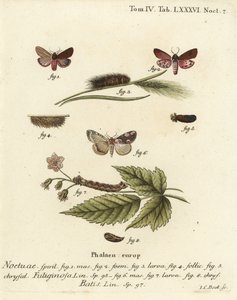Traça tigre rubi, Phragmatobia fuliginosa 1-5, e traça da flor de pêssego, Thyatira batis 6-8. Gravura em chapa de cobre colorida à mão por Johann Carl Bock após Die Schmetterlinge de Eugenius Johann Christoph Esper em Abbildungen nach der Natur, Erlangen