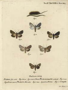Punhal escasso, Acronicta auricoma 1-3, mariposa de sicómoro, Acronicta aceris, mariposa de noz-moscada 4,5, Hadula trifolii 6 e coroetas variadas, Hadena compta 7. Gravura em chapa de cobre colorida à mão por Johann Carl Bock após Die Schmetterling de Eug de Johann Carl Bock