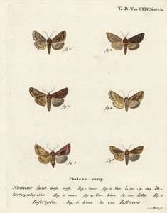 Scarce silver Y, Syngrapha interrogationis 1,2, plain golden Y, Autographa jota 3-5, gold spot, Plusia festucae 6. Gravura em chapa de cobre colorida à mão por Johann Carl Bock após Die Schmetterlinge de Eugenius Johann Christoph Esper, em Abbildungen nach de Johann Carl Bock