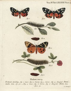 Traça tigre escarlate, Callimorpha dominula 1-4, e traça tigre de Jersey, Euplagia quadripunctaria 5-7. Gravura em chapa de cobre colorida à mão por Johann Carl Bock após Eugenius Johann Christoph Esper